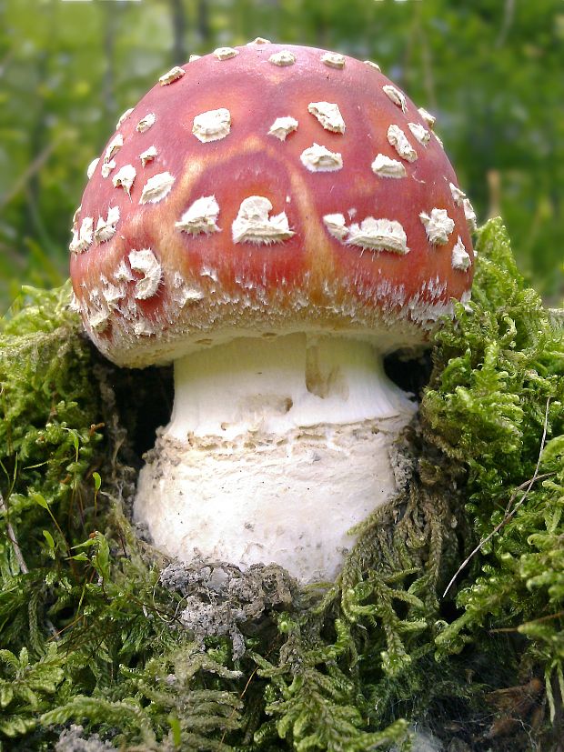 muchotrávka červená Amanita muscaria (L.) Lam.