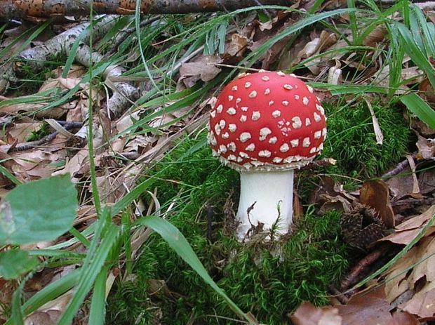 muchotrávka červená Amanita muscaria (L.) Lam.