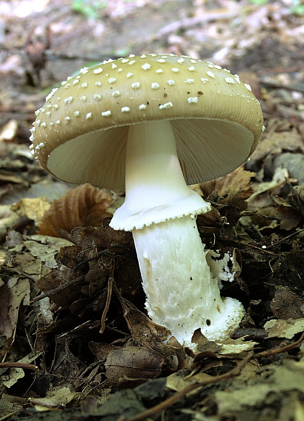 muchotrávka tigrovaná Amanita pantherina (DC.) Krombh.