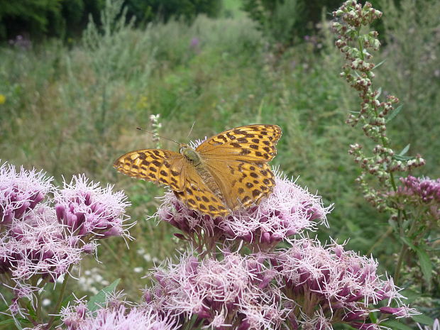 perlovec striebristopásavý Argynnis paphia