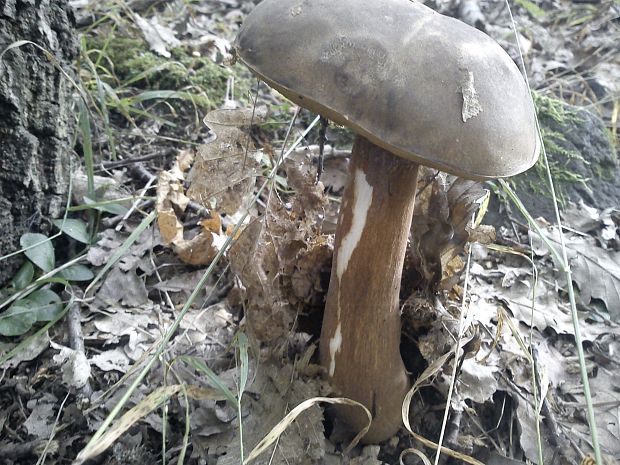 hríb bronzový Boletus aereus Bull. ex Fr.