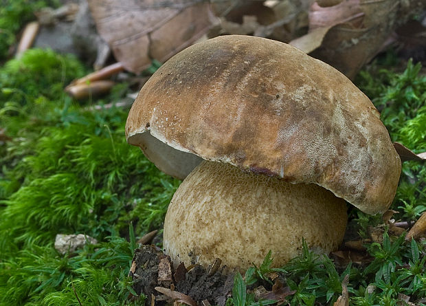 hríb bronzový Boletus aereus Bull. ex Fr.