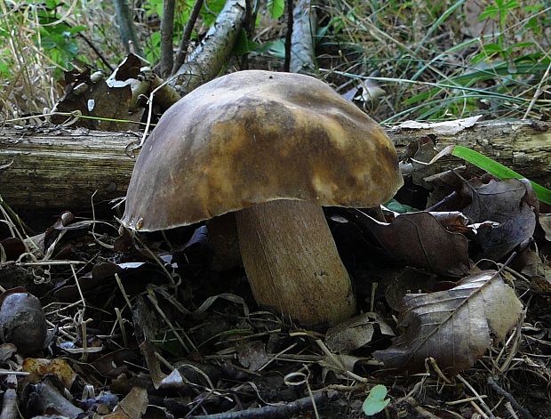 hríb bronzový Boletus aereus Bull. ex Fr.