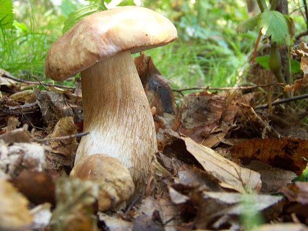 hríb smrekový Boletus edulis Bull.