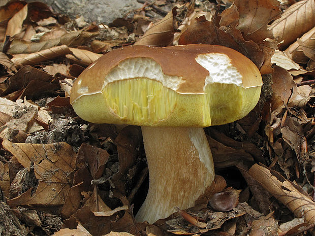 hríb smrekový Boletus edulis Bull.