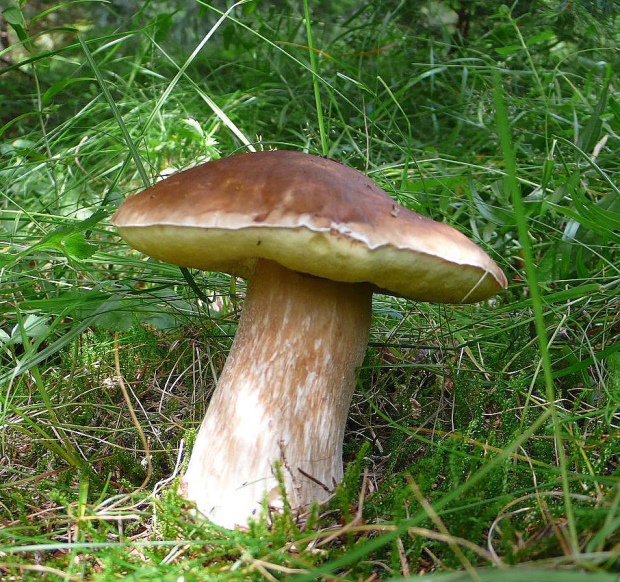 hríb smrekový Boletus edulis Bull.