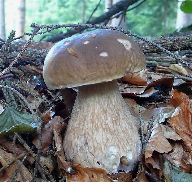 hríb smrekový Boletus edulis Bull.