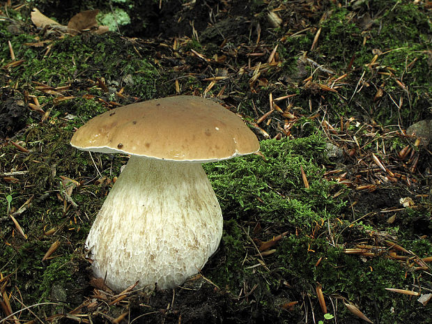 hríb smrekový Boletus edulis Bull.