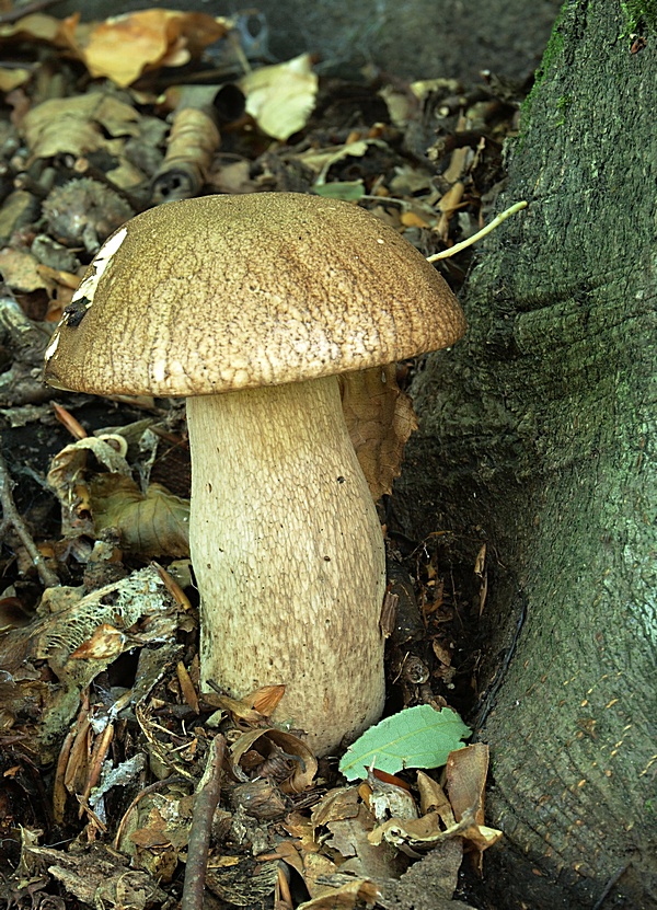 hríb dubový Boletus reticulatus Schaeff.