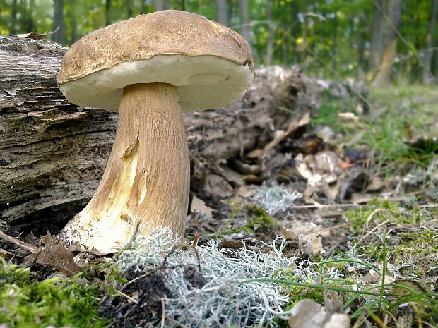 hríb dubový Boletus reticulatus Schaeff.