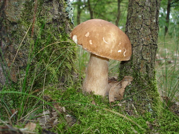 hríb dubový Boletus reticulatus Schaeff.