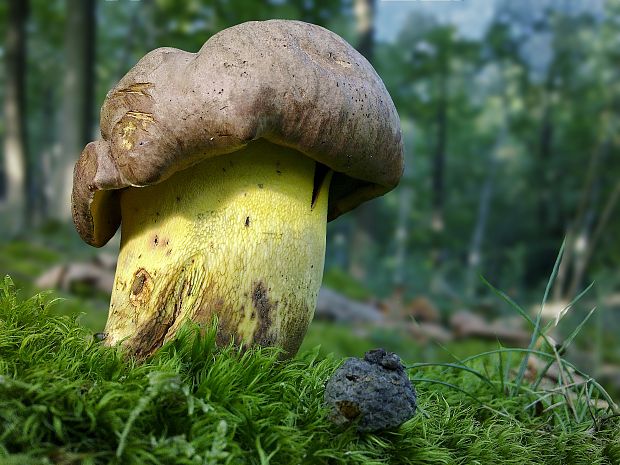 hríb príveskatý Butyriboletus appendiculatus (Schaeff. ex Fr.) Secr.