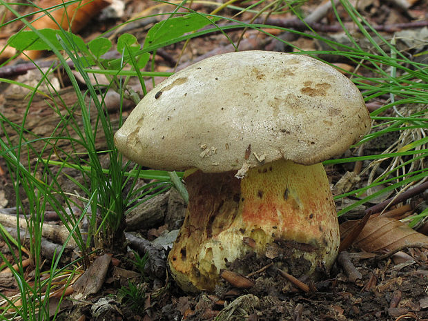 hríb striebristý Butyriboletus fechtneri (Velen.) D. Arora & J.L. Frank