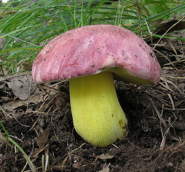 hríb kráľovský Butyriboletus regius (Krombh.) D. Arora & J.L. Frank