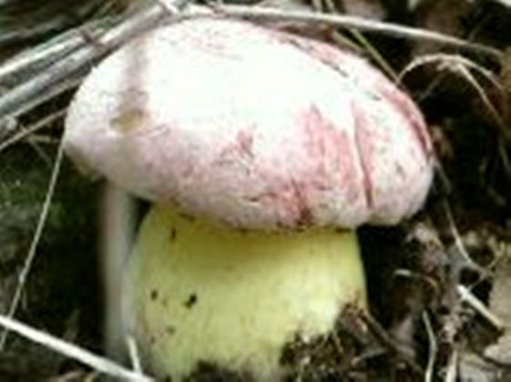 hríb kráľovský Butyriboletus regius (Krombh.) D. Arora & J.L. Frank