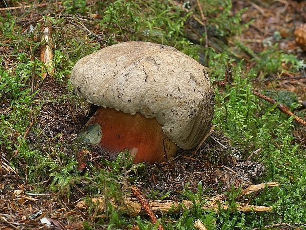 hríb červený Caloboletus calopus Fr.