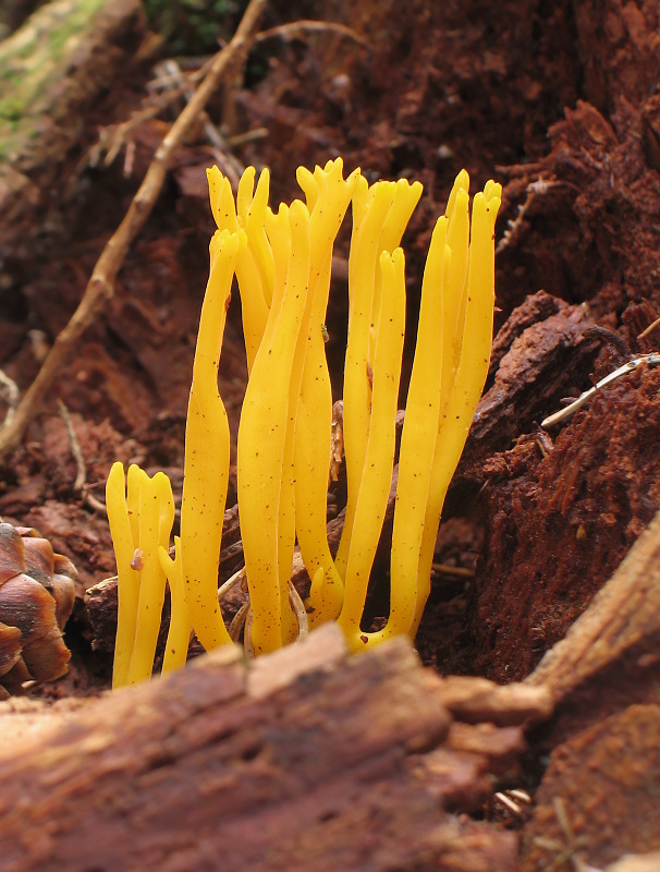 parôžkovec lepkavý Calocera viscosa (Pers.) Fr.