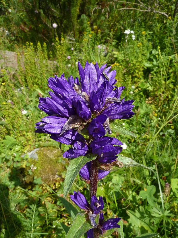 zvonček klbkatý Campanula glomerata agg. L.