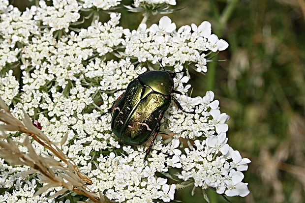 zlatoň obyčajný Cetonia aurata