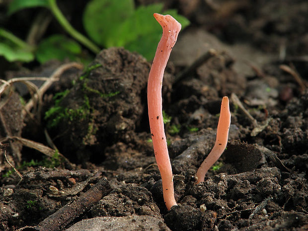 kyjačik Clavaria rosea Fr.