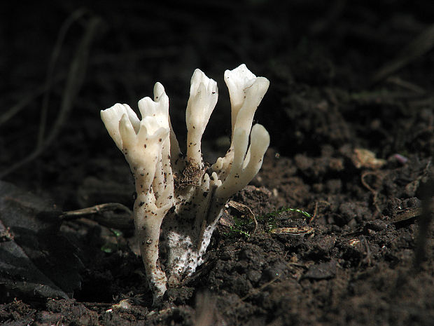 pakonárovka Clavulinopsis sp.