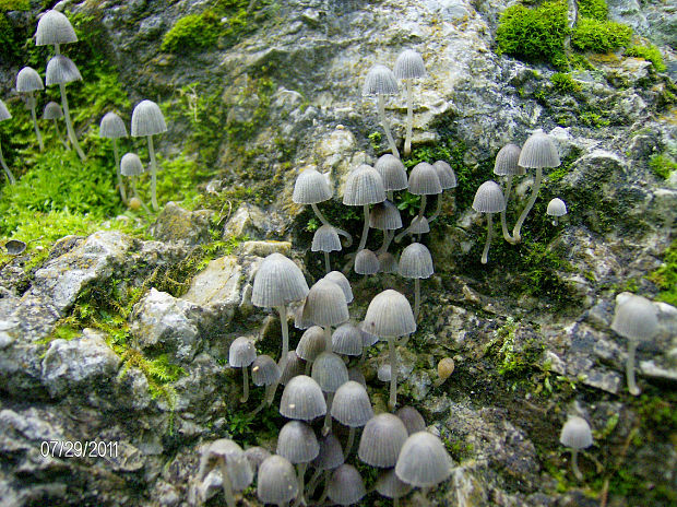 hnojník rozsiaty Coprinellus disseminatus (Pers.) J.E. Lange