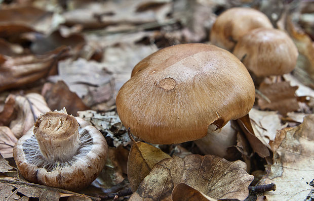 pavučinovec Cortinarius sp.