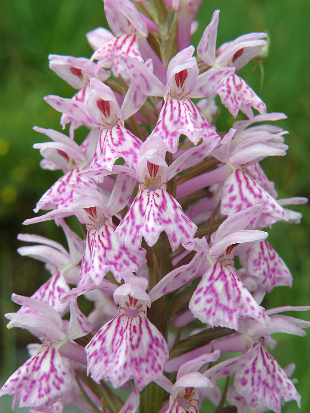 vstavačovec Dactylorhiza sp.