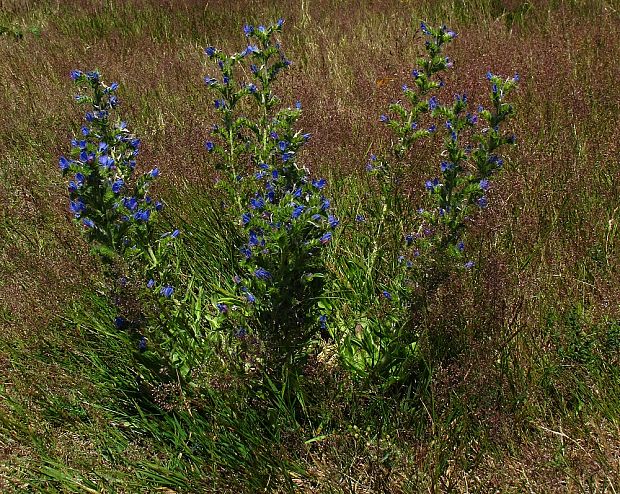 hadinec obyčajný Echium vulgare L.