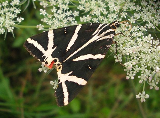 spriadač kostihojový  Euplagia quadripunctaria