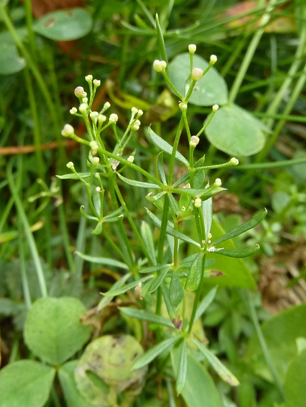 lipkavec Galium sp.