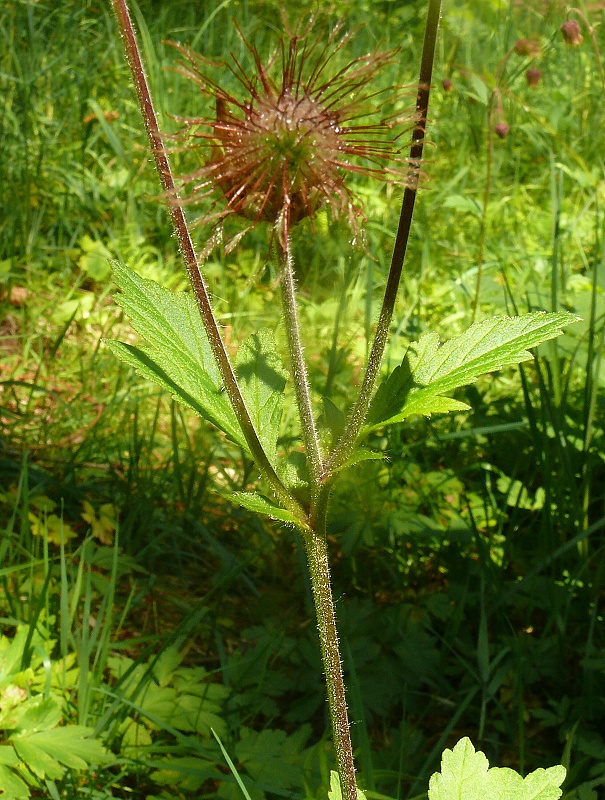 kuklík potoční - kuklík potočný Geum rivale L.