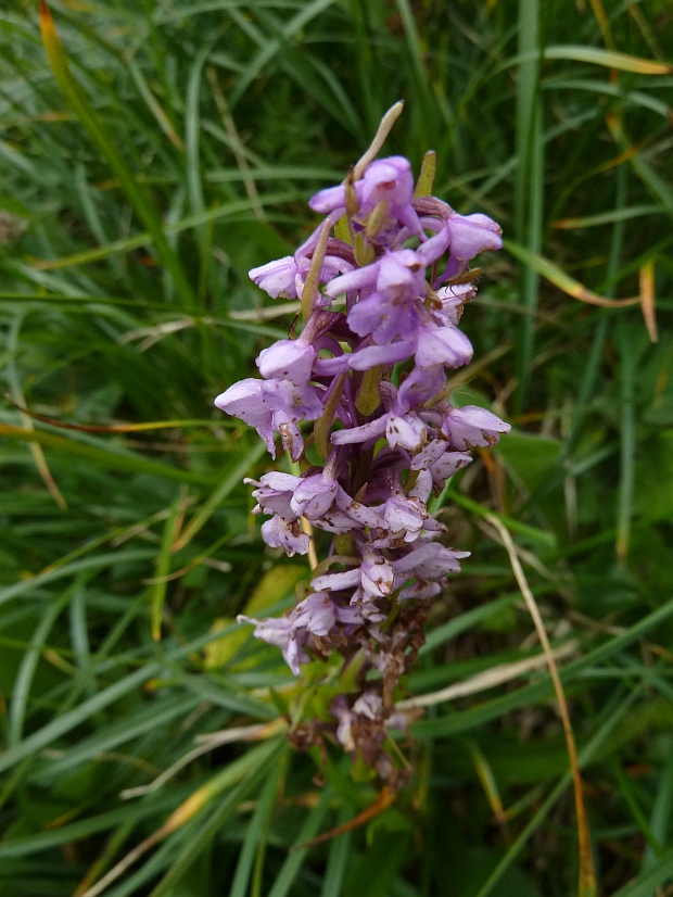 päťprstnica obyčajná Gymnadenia conopsea (L.) R. Br.