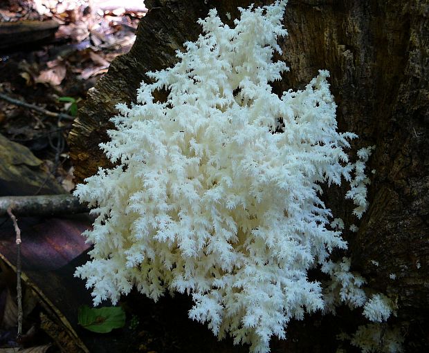 koralovec bukový Hericium coralloides (Scop.) Pers.