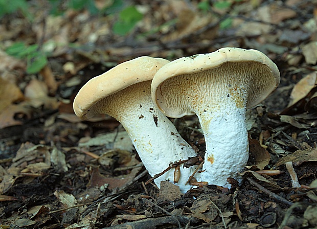 jelenka poprehýbaná Hydnum repandum L.