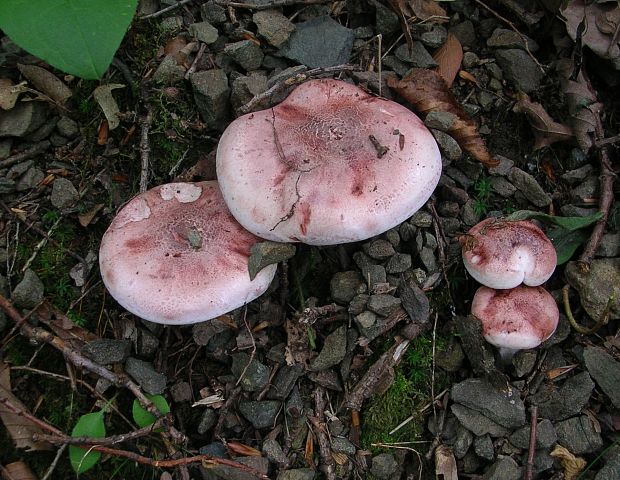 šťavnačka plávkovitá Hygrophorus russula (Schaeff.) Kauffman