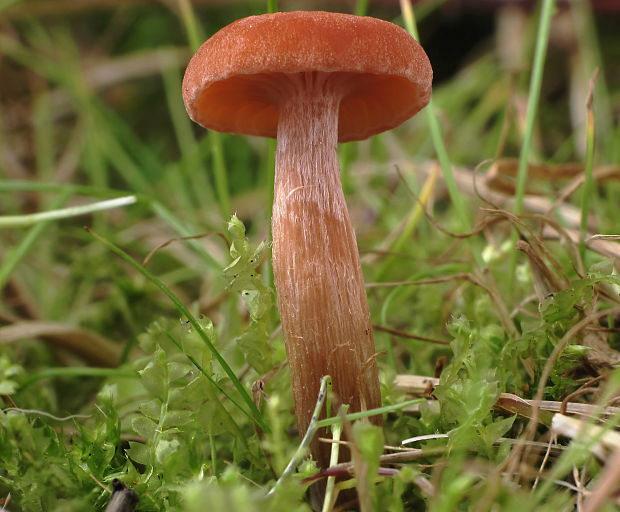 lakovka obyčajná Laccaria laccata (Scop.) Cooke