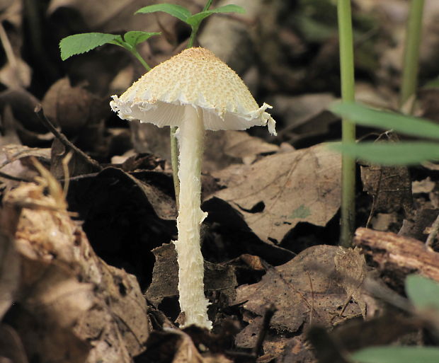 bedlička vlnatá Lepiota clypeolaria (Bull.) P. Kumm.