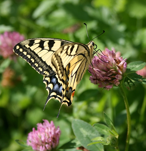 vidlochvost feniklový Papilio machaon