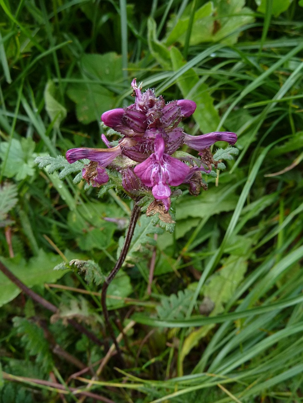 všivec praslenatý Pedicularis verticillata L.