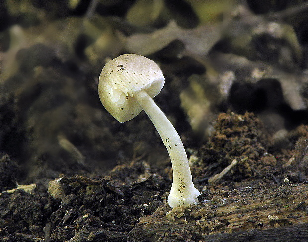 štítovka Pluteus sp.