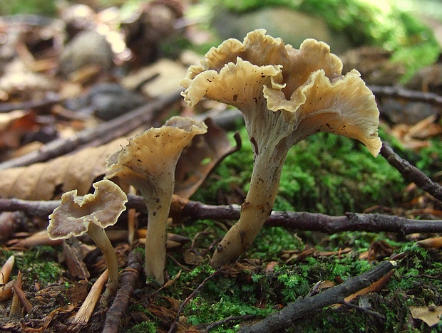 palievik kučeravý Pseudocraterellus undulatus (Pers.) Rauschert