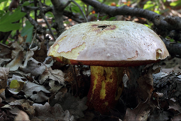 hríb purpurový Rubroboletus rhodoxanthus Kuan Zhao &amp; Zhu L. Yang