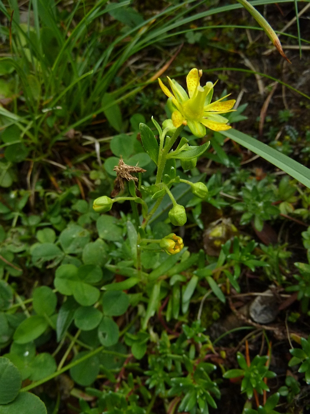 lomikameň vždyzelený Saxifraga aizoides L.