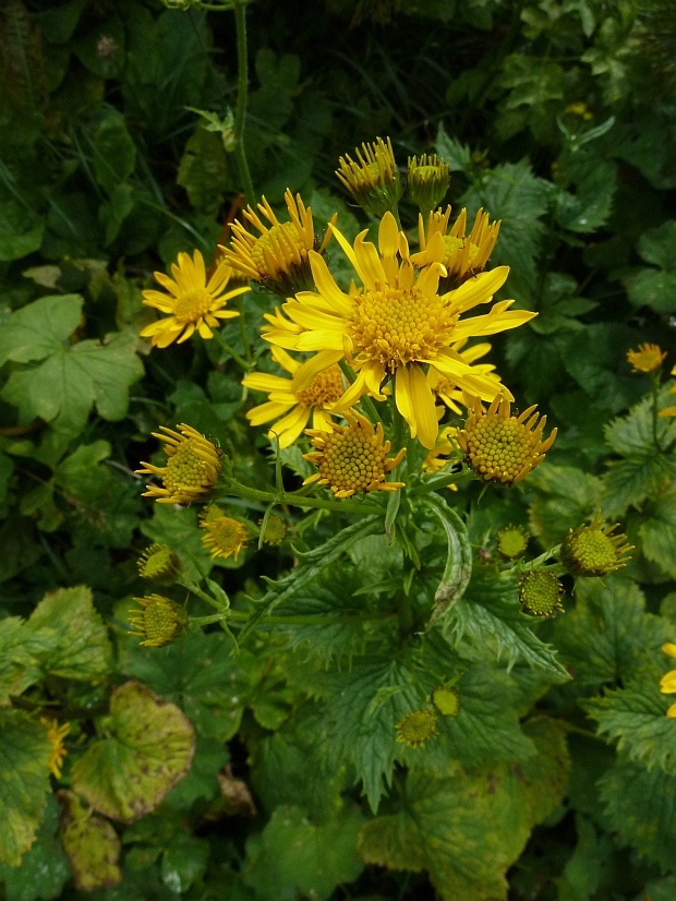 starček subalpínsky Senecio subalpinus W. D. J. Koch