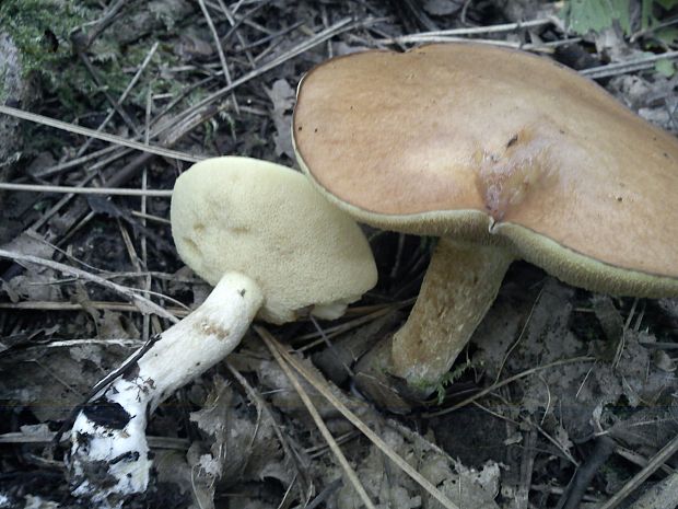 masliak obyčajný Suillus luteus (L.) Roussel