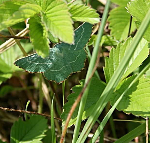 piadivka dušková Thalera fimbrialis