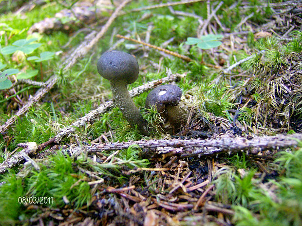 žezlovka Rouxova Tolypocladium rouxii (Cand.) C.A. Quandt, Kepler & Spatafora