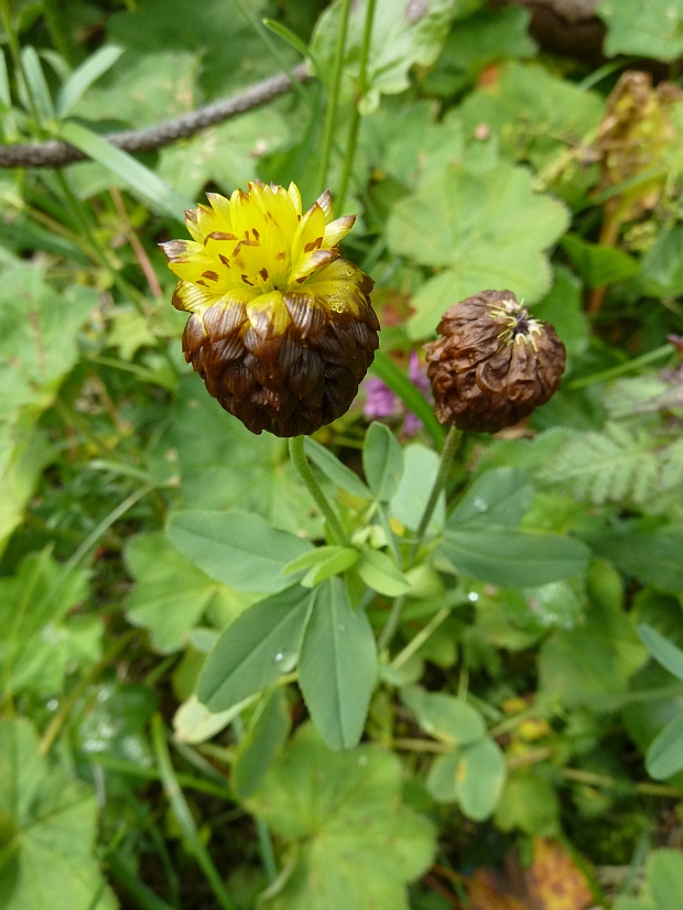 ďatelina hnedá Trifolium badium Schreb.