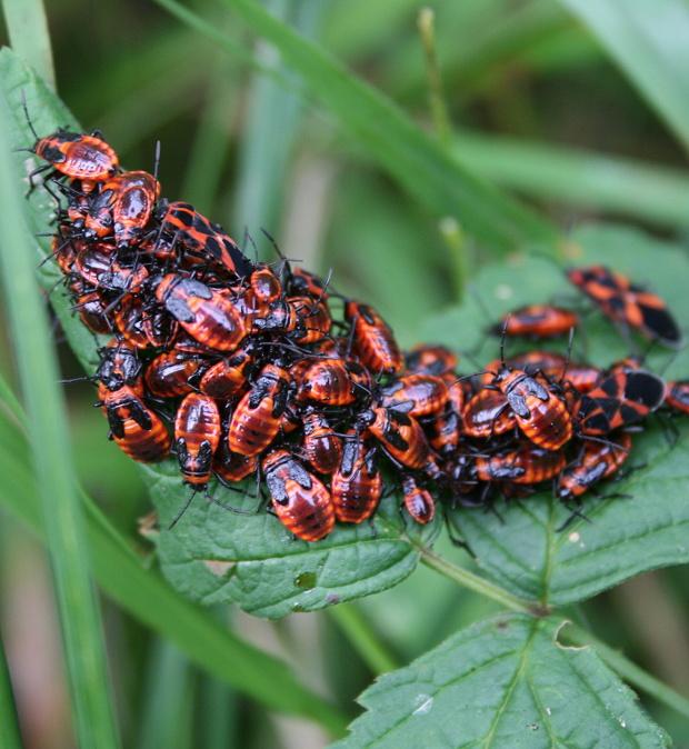 ploštička tolitová Tropidothorax leucopterus